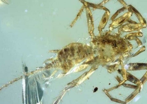 Fóssil formado por partes de 'mais de um animal' é descoberto preso em âmbar