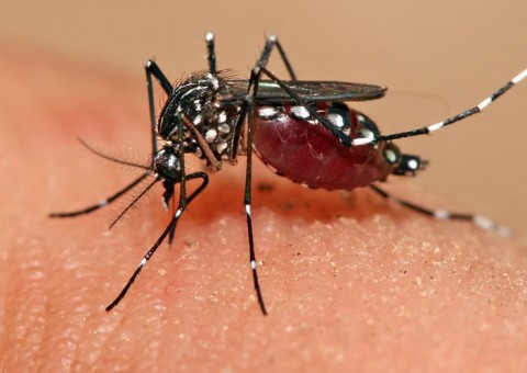 Bloco Xô Mosquito mobiliza foliões para o combate ao Aedes Aegypti