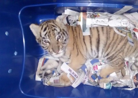Filhote de tigre é enviado pelo correio expresso 