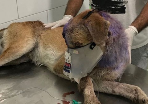 Jovem pede ajuda para salvar vida de cão que está com olho infestado por larvas em Manaus