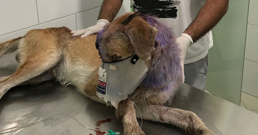 Jovem pede ajuda para salvar vida de cão que está com olho infestado por larvas em Manaus