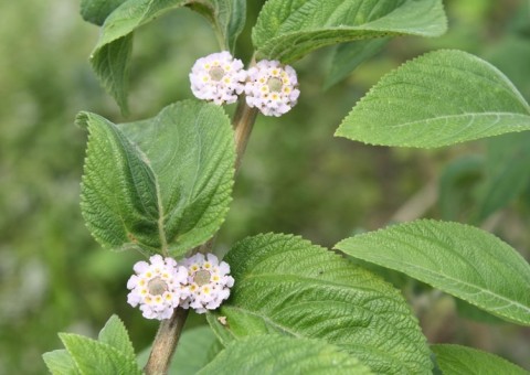Chá de erva-cidreira alivia cólicas intestinais e ajuda a dormir melhor