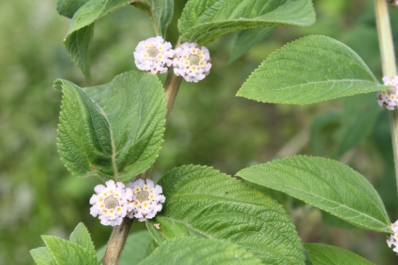 Chá de erva-cidreira alivia cólicas intestinais e ajuda a dormir melhor