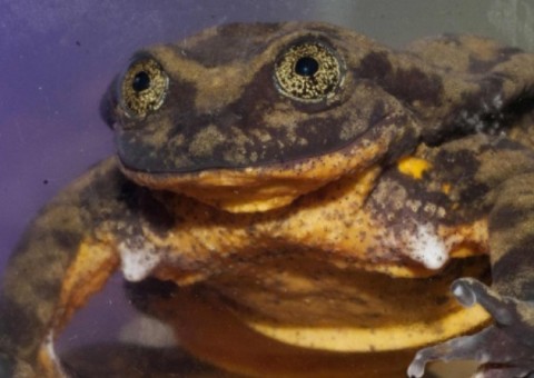 Cientistas fazem perfil de rã em site de namoro para evitar sua extinção