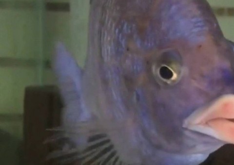 Peixe impressiona a todos pelos 'lábios humanos'