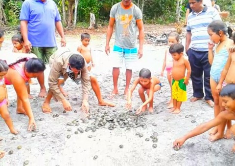   Sema realiza a tradicional soltura de quelônios na RDS Uatumã