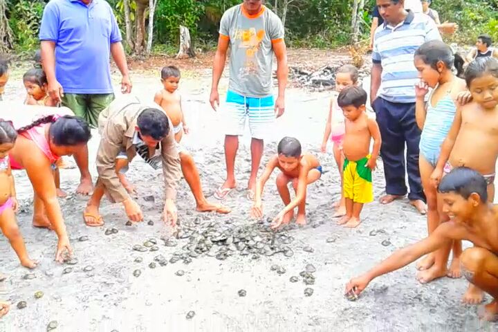   Sema realiza a tradicional soltura de quelônios na RDS Uatumã