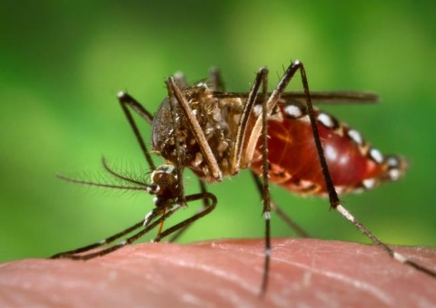 Três pessoas morrem por febre amarela silvestre na capital paulista