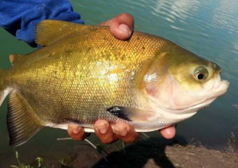 Inpa abre inscrições para vagas de doutorado em Manaus