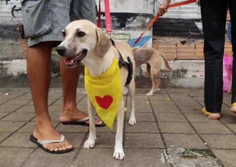 ONG ComPaixão Animal realiza Dia Pet com feira de adoção no Barão