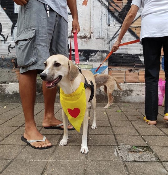 ONG ComPaixão Animal realiza Dia Pet com feira de adoção no Barão