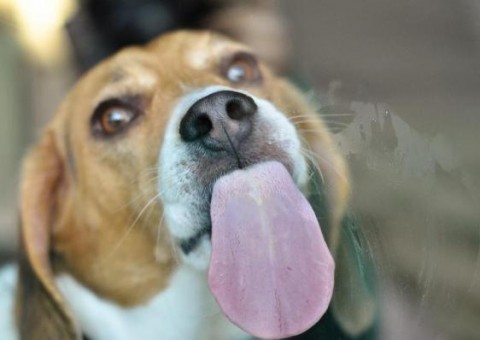 Por que os cachorros realmente lambem os donos? Não é só sinal de amor