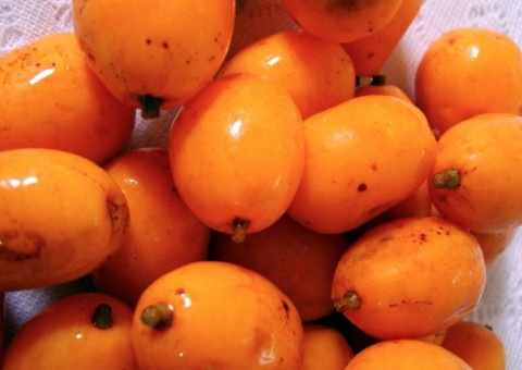 Anemia nunca mais! Conheça os benefícios do Taperebá