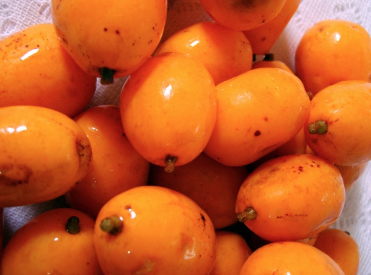 Anemia nunca mais! Conheça os benefícios do Taperebá