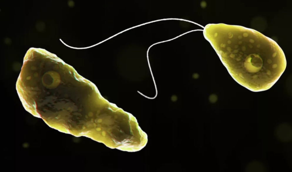 Argentina tem primeiro caso de ameba que ‘come cérebro’