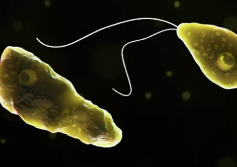 Argentina tem primeiro caso de ameba que ‘come cérebro’