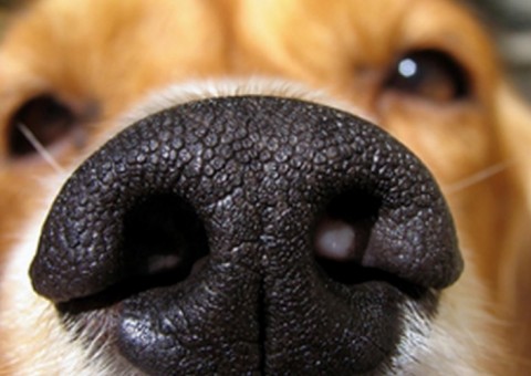 O cachorro sabe quando uma pessoa está com medo dele? Verdade ou mentira?