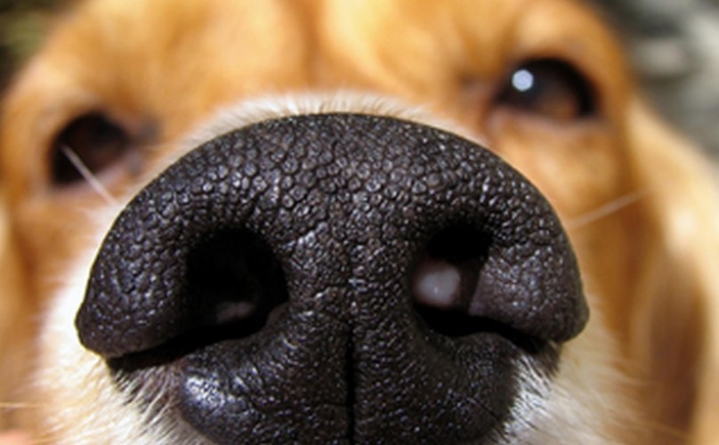 O cachorro sabe quando uma pessoa está com medo dele? Verdade ou mentira?