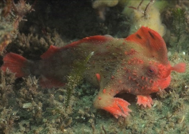 Cientistas descobrem peixes que 'caminham' no mar  