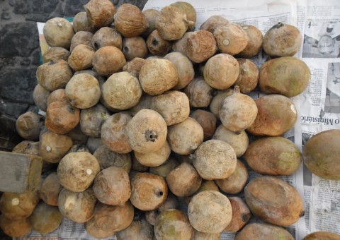 Jenipapo é forte aliado contra anemia e diarreia 