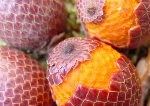 Pesquisa analisa fungos encontrados no buriti, tucumã e pupunha  para produção de pigmentos