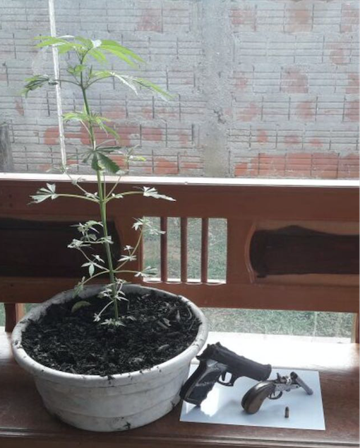 Homem é preso com pé de maconha após ser ‘dedurado’ por ciclista no Amazonas