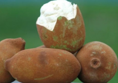 Cupuaçu é excelente fonte de energia e ajuda a diminuir colesterol