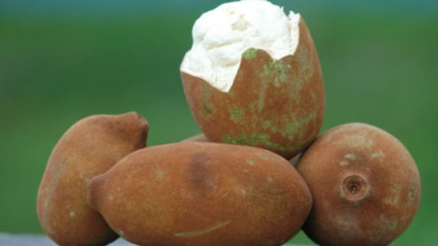 Cupuaçu é excelente fonte de energia e ajuda a diminuir colesterol