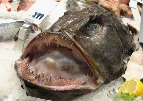  Homem usa parte crua de peixe para se masturbar e o pior acontece