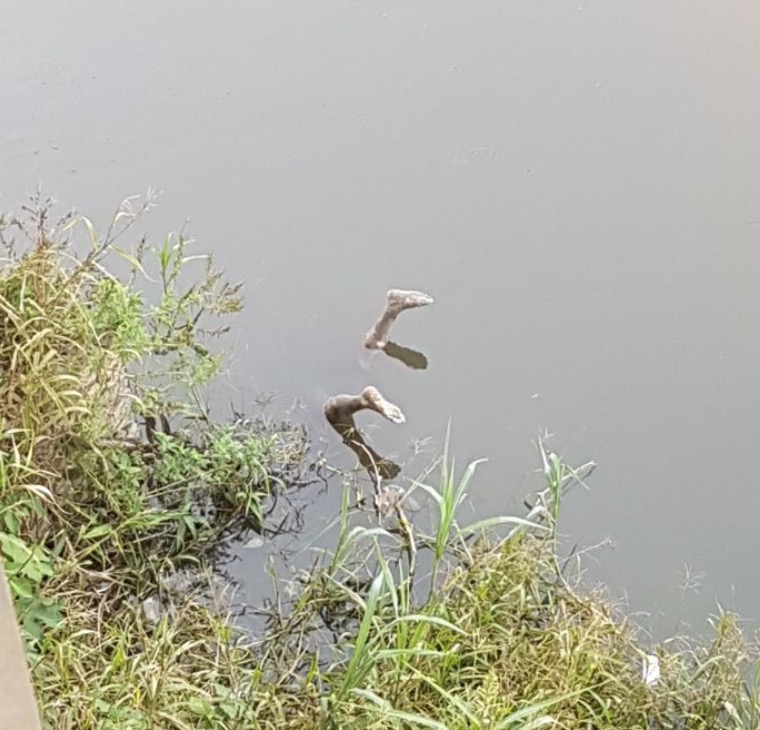 De pernas para cima, corpo de homem é encontrado boiando em igarapé de Manaus