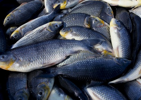 Simpósio sobre reprodução de peixes reunirá pesquisadores internacionais em Manaus