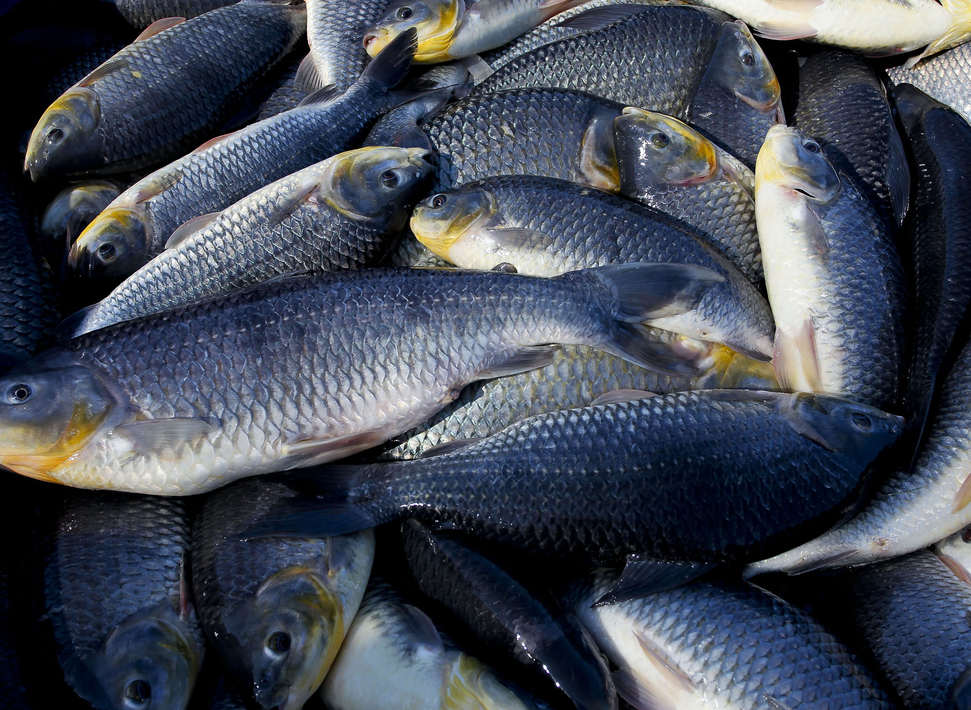 Simpósio sobre reprodução de peixes reunirá pesquisadores internacionais em Manaus