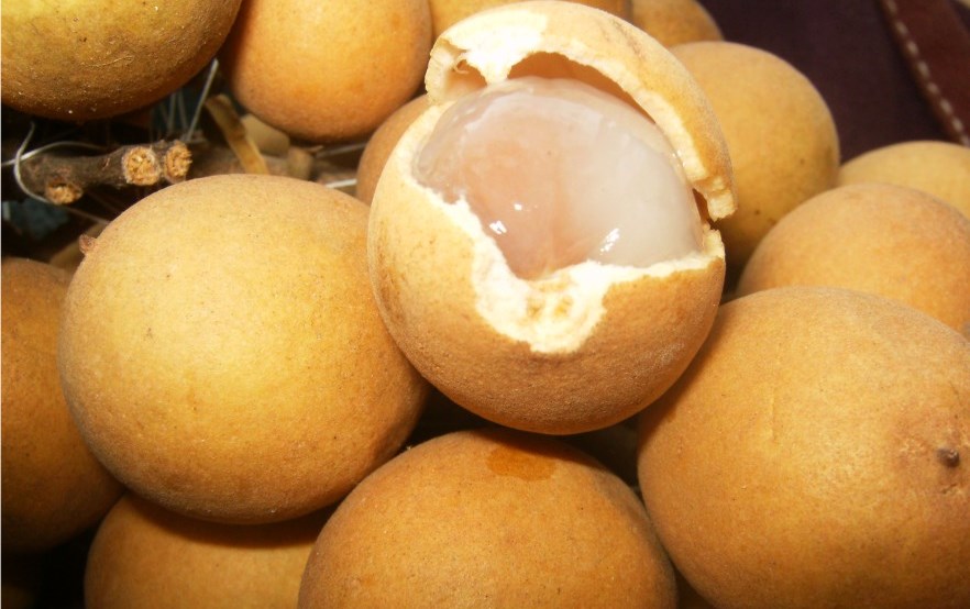  Pitomba é eficaz contra diarreia e auxilia na cicatrização de ferimentos