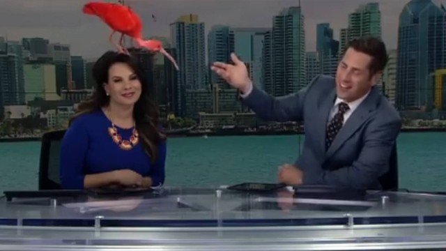 Pássaro pousa sobre cabeça de apresentadora de TV