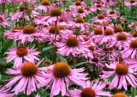 Conheça algumas ervas capazes de melhorar a sensibilidade nos dentes