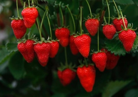 Chá de folha de morango  é excelente remédio contra diarreia