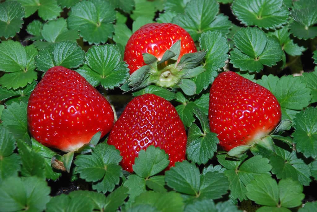 Chá de folha de morango  é excelente remédio contra diarreia