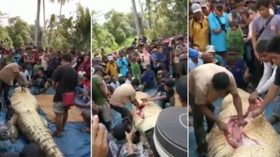 Homens abrem barriga de crocodilo e encontram partes de corpo humano 