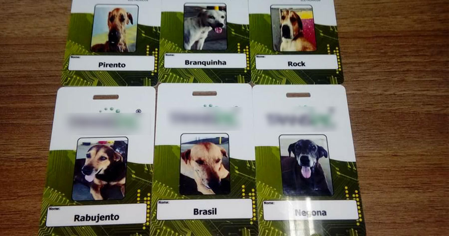 Cachorros ganham crachás e fazem segurança de empresa no Distrito Industrial