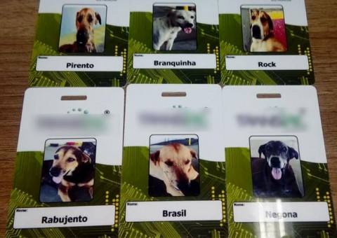 Cachorros ganham crachás e fazem segurança de empresa no Distrito Industrial