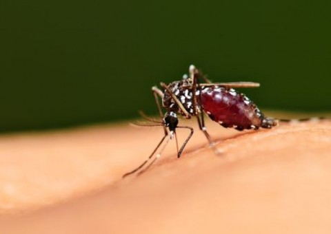 Casos de dengue, chikugunya e zika reduzem em 65% no Amazonas