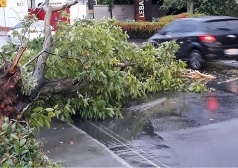 Temporal tomba árvore e deixa trânsito complicado em avenida de Manaus