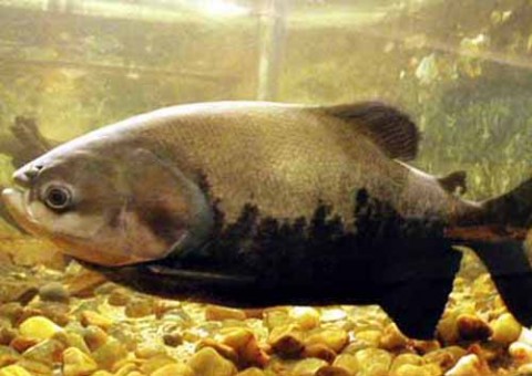  ADS confirma Feira de Peixe Permanente após a Semana Santa