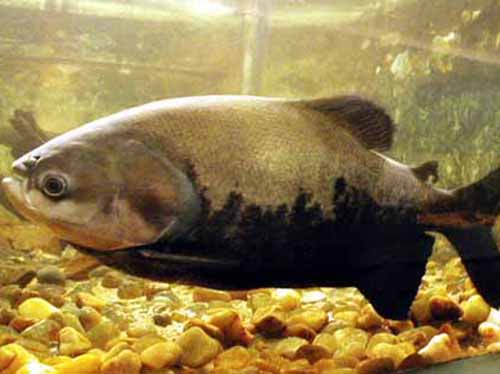  ADS confirma Feira de Peixe Permanente após a Semana Santa