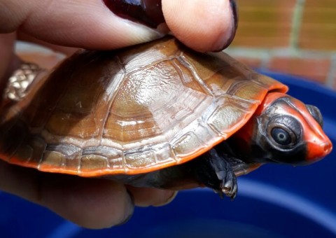 300 quelônios são devolvidos a natureza em Manaus