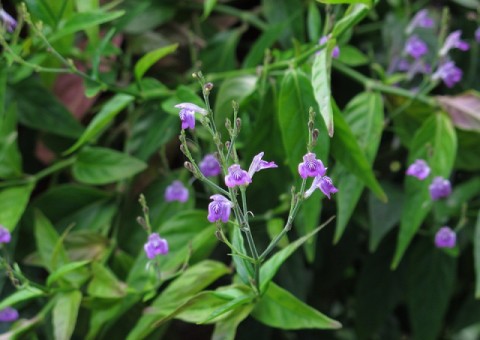 Planta pode ajudar a prevenir derrame cerebral e Mal de Parkinson