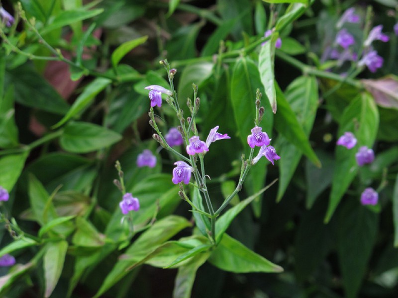 Planta pode ajudar a prevenir derrame cerebral e Mal de Parkinson