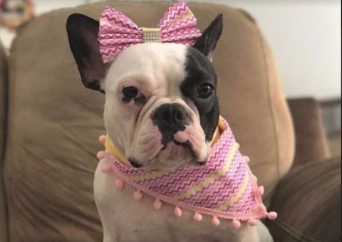  Chic Bazar abre as portas para animais de estimação na Arena da Amazônia