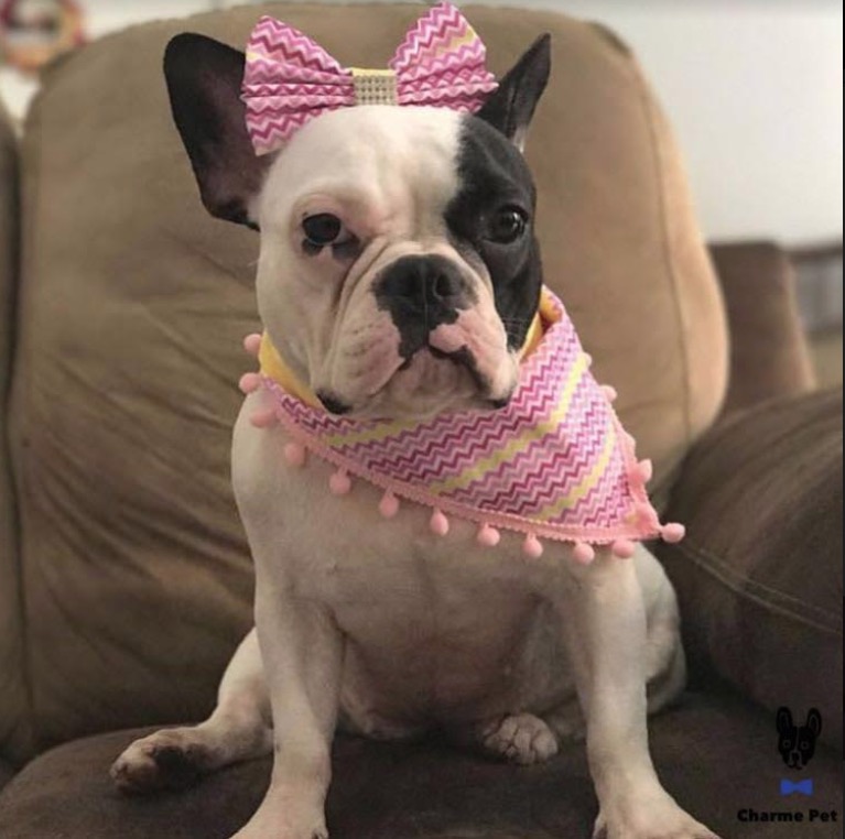  Chic Bazar abre as portas para animais de estimação na Arena da Amazônia