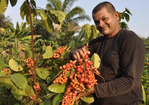 Guaraná de Maués representará Amazonas em feira internacional de gastronomia